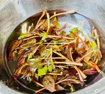 如何制作香椿炒蛋图6