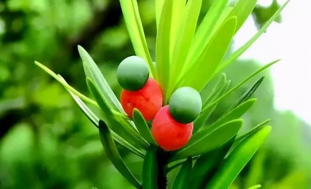 罗汉松的果实能吃吗怎么样吃最好?图3