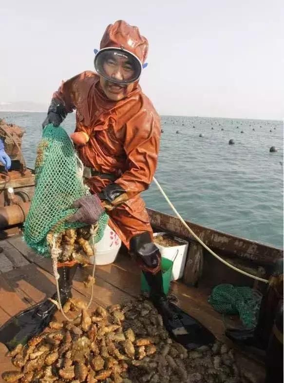 海茄子是海参吗,干的海茄子多少钱一斤图5