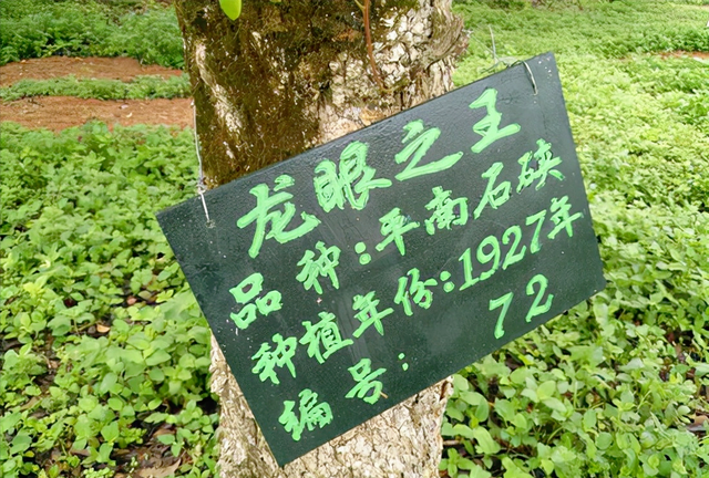 广西平南石硖龙眼图5