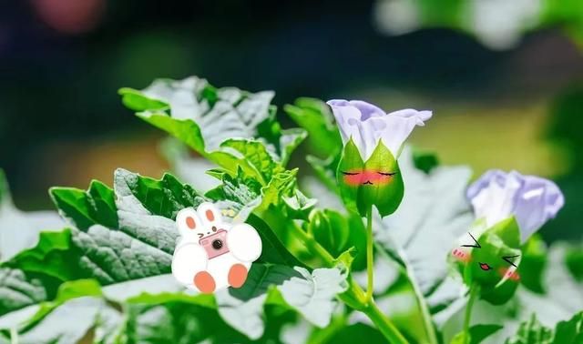 你最爱吃的冰粉其实长这样图4