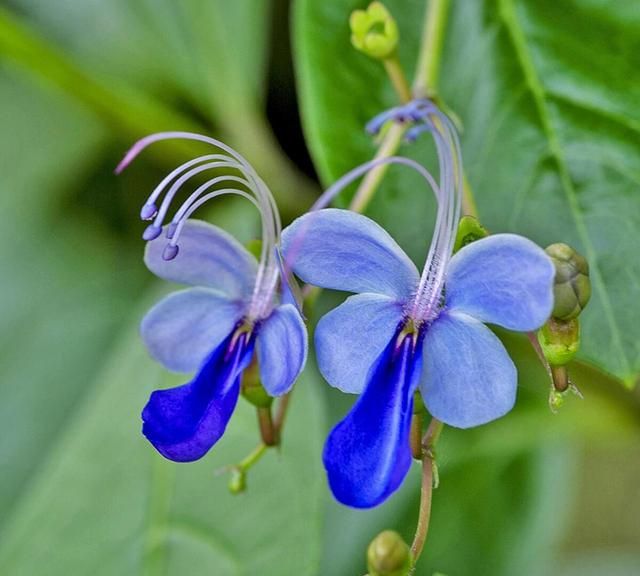 不怕热的4种花现在养几盆图1