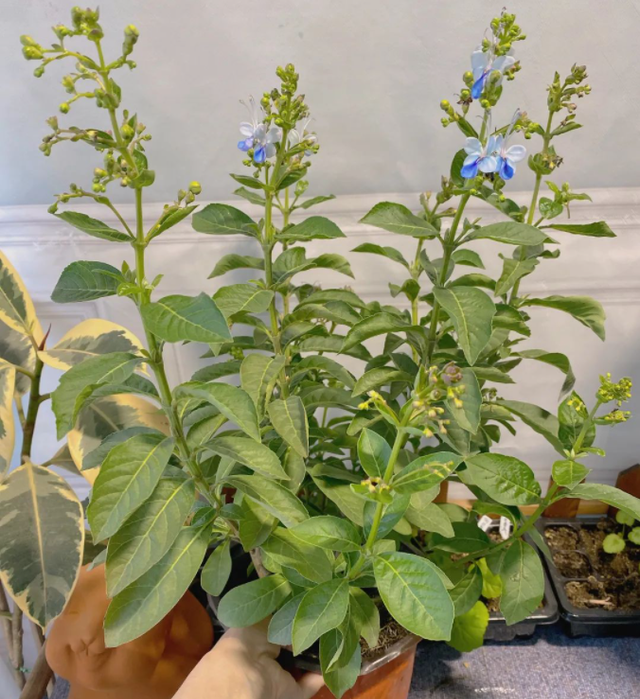 不怕热的4种花现在养几盆图7