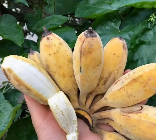香蕉,芭蕉,米蕉,你吃过哪几种蕉类图4