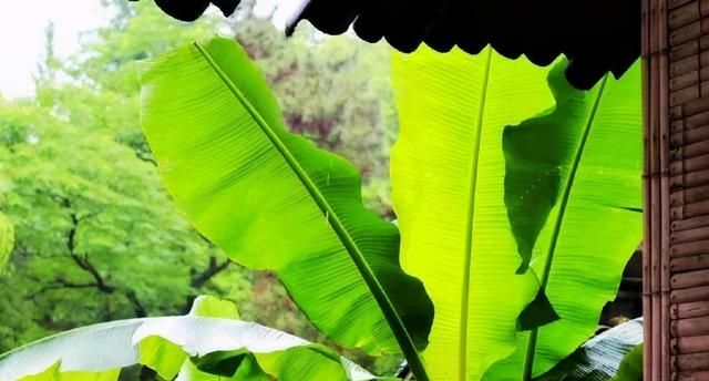 香蕉,芭蕉,米蕉,你吃过哪几种蕉类图9