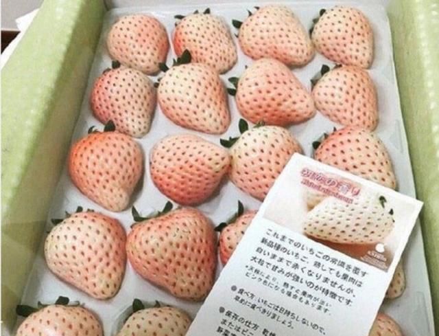 菠萝莓和普通草莓的区别 菠萝莓怎么吃更好 建议收藏!