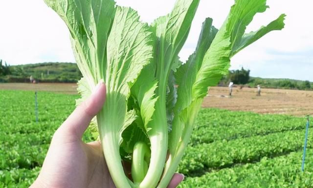 芥菜的苦味有毒吗?苦味素在作祟(实际上健康又去火)