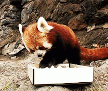 别吓唬小熊猫,不然它就会......站起来!