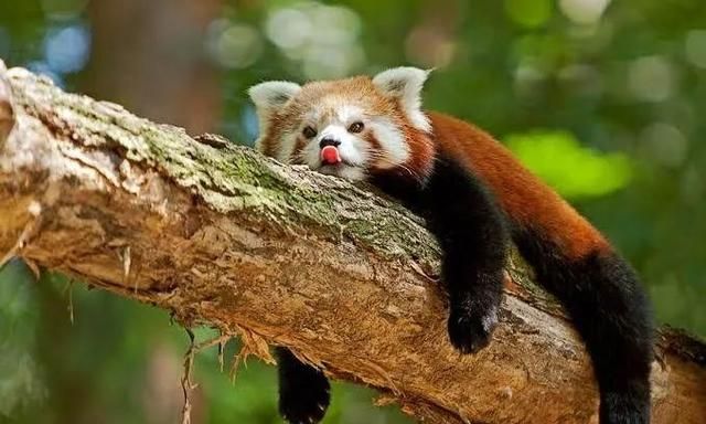 别吓唬小熊猫,不然它就会......站起来!