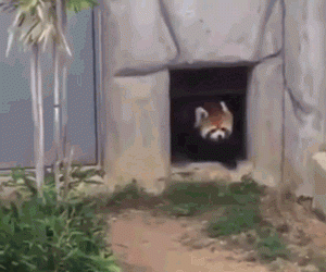 别吓唬小熊猫,不然它就会......站起来!