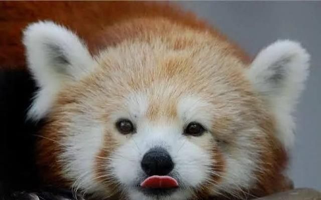 别吓唬小熊猫,不然它就会......站起来!
