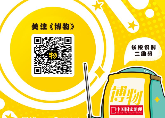 别吓唬小熊猫,不然它就会......站起来!