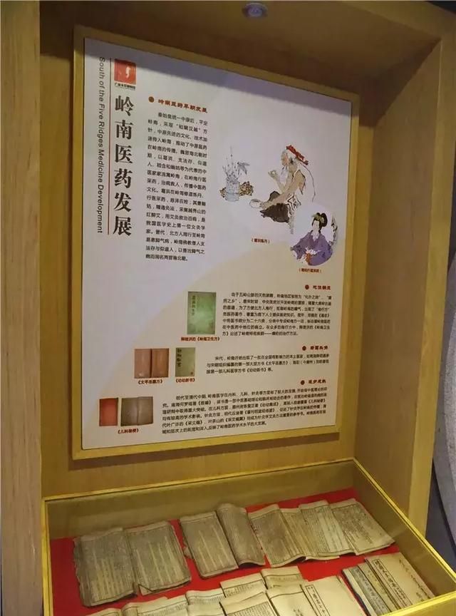 广州老城区一巷子里的博物馆,竟藏着一片原始森林!
