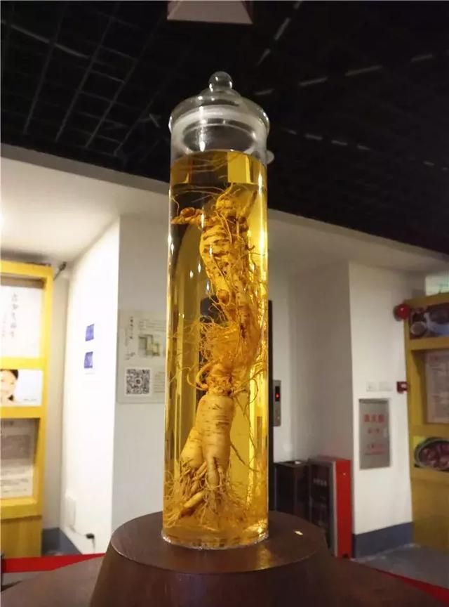 广州老城区一巷子里的博物馆,竟藏着一片原始森林!