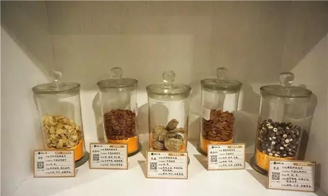 广州老城区一巷子里的博物馆,竟藏着一片原始森林!