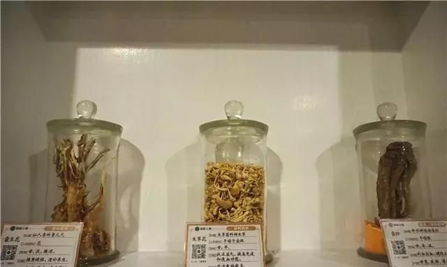 广州老城区一巷子里的博物馆,竟藏着一片原始森林!