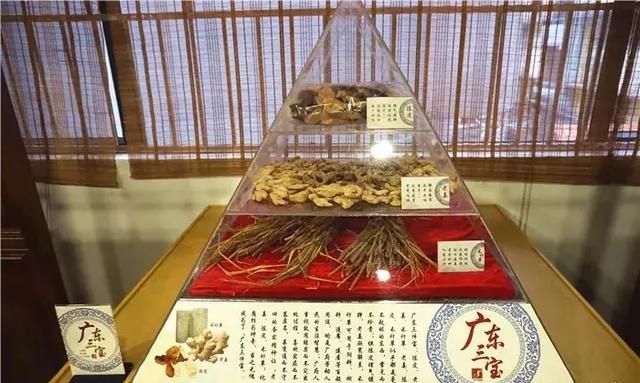 广州老城区一巷子里的博物馆,竟藏着一片原始森林!