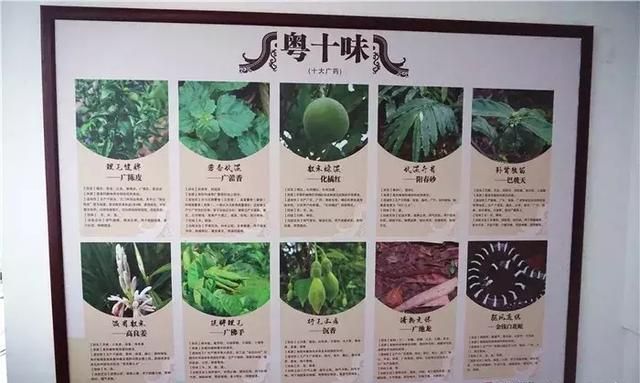 广州老城区一巷子里的博物馆,竟藏着一片原始森林!