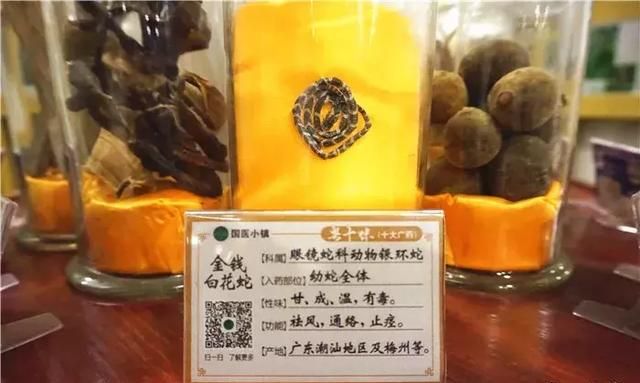 广州老城区一巷子里的博物馆,竟藏着一片原始森林!
