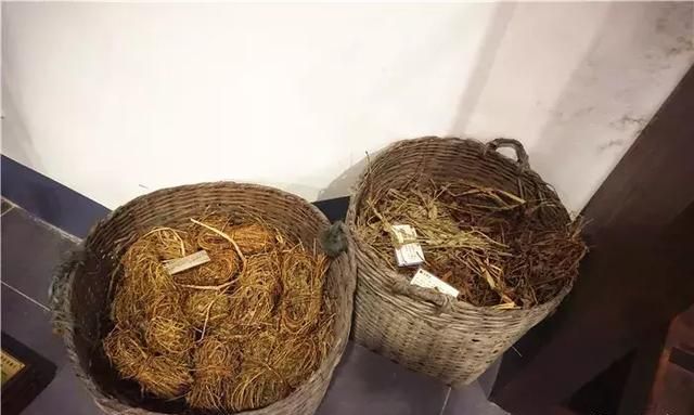 广州老城区一巷子里的博物馆,竟藏着一片原始森林!