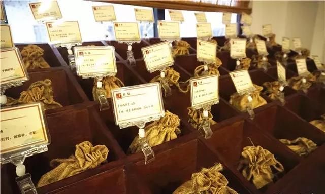 广州老城区一巷子里的博物馆,竟藏着一片原始森林!