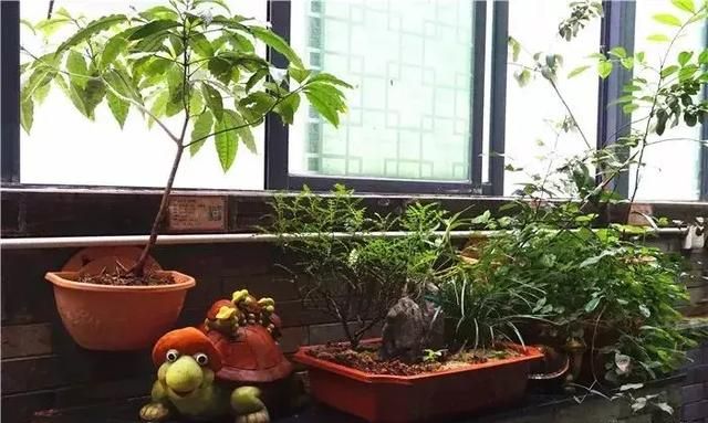 广州老城区一巷子里的博物馆,竟藏着一片原始森林!