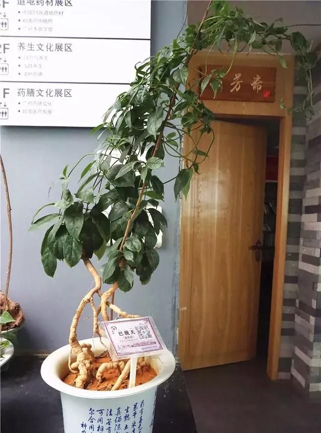广州老城区一巷子里的博物馆,竟藏着一片原始森林!