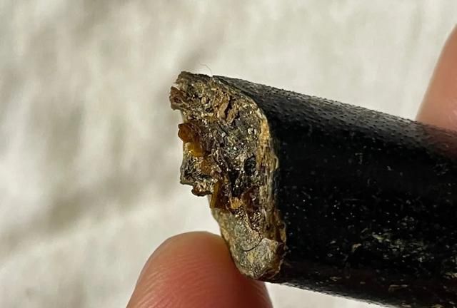乌柳和海铁树还有藤柳,真正的海柳指的是什么?
