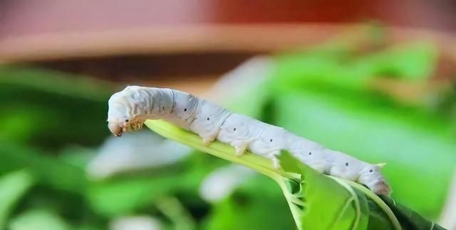 那年夏天,装在盒子里的男孩的秘密