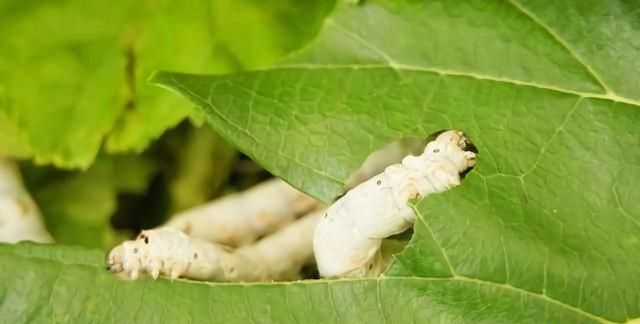 那年夏天,装在盒子里的男孩的秘密