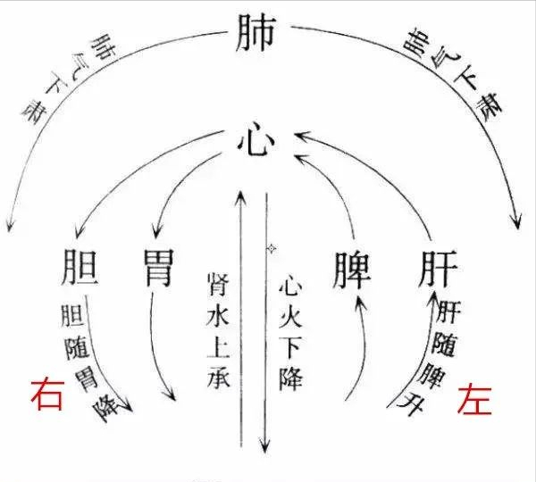 调气,是中医治病的关键所在,气有哪些作用?气又是如何运动的?