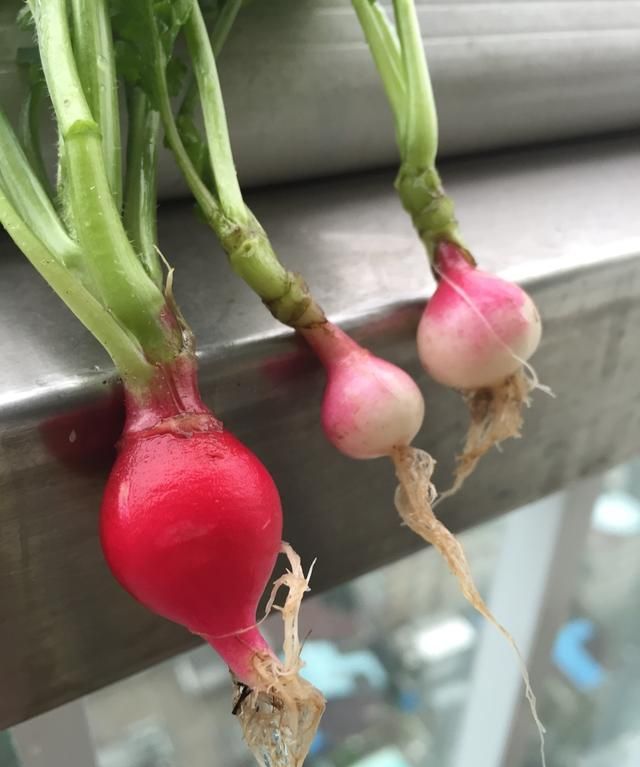四月了,山东这种水果现在吃正当时,新鲜又好吃,价格还实惠