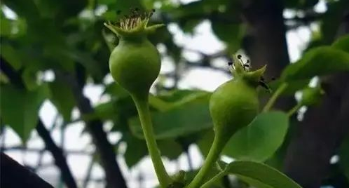 纸袋套梨既防虫防病又促进表光!记住5点,梨果套袋低成本超回报