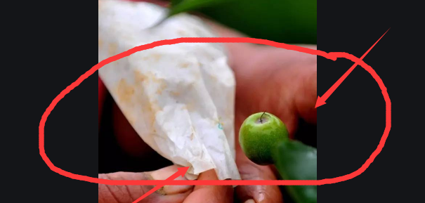 纸袋套梨既防虫防病又促进表光!记住5点,梨果套袋低成本超回报