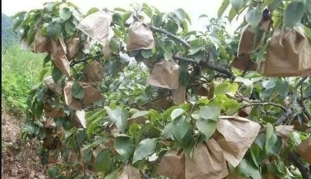 纸袋套梨既防虫防病又促进表光!记住5点,梨果套袋低成本超回报