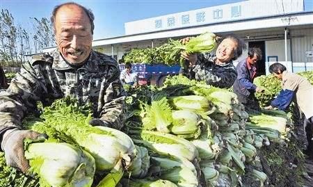 大白菜上长了很多“小黑点”是什么?还能吃吗?告诉你是怎么回事