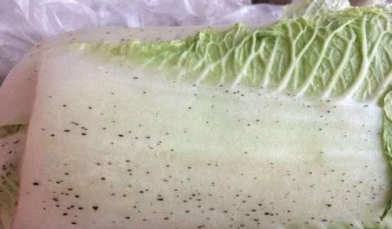 大白菜上长了很多“小黑点”是什么?还能吃吗?告诉你是怎么回事