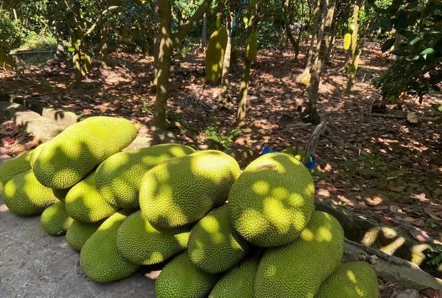 菠萝蜜你会吃吗?现在正当季,整个拿回家,放一个月都不坏