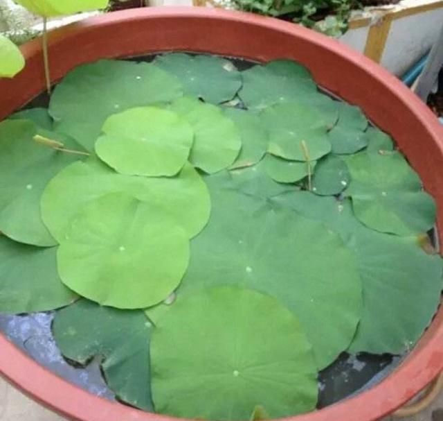 用旧水缸种莲藕,荷叶片片、花朵鲜艳,秋天收获一大盆