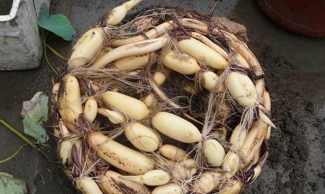 用旧水缸种莲藕,荷叶片片、花朵鲜艳,秋天收获一大盆