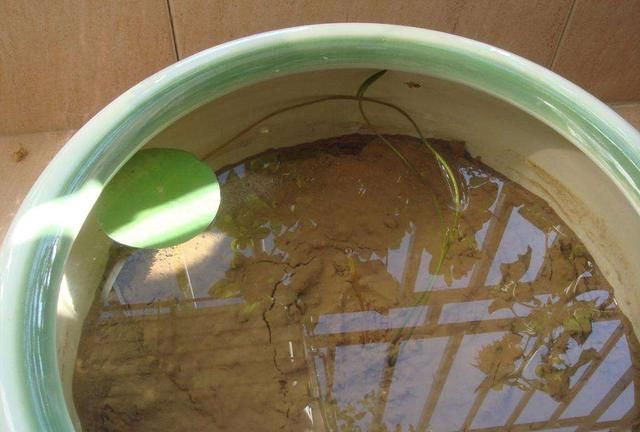 用旧水缸种莲藕,荷叶片片、花朵鲜艳,秋天收获一大盆