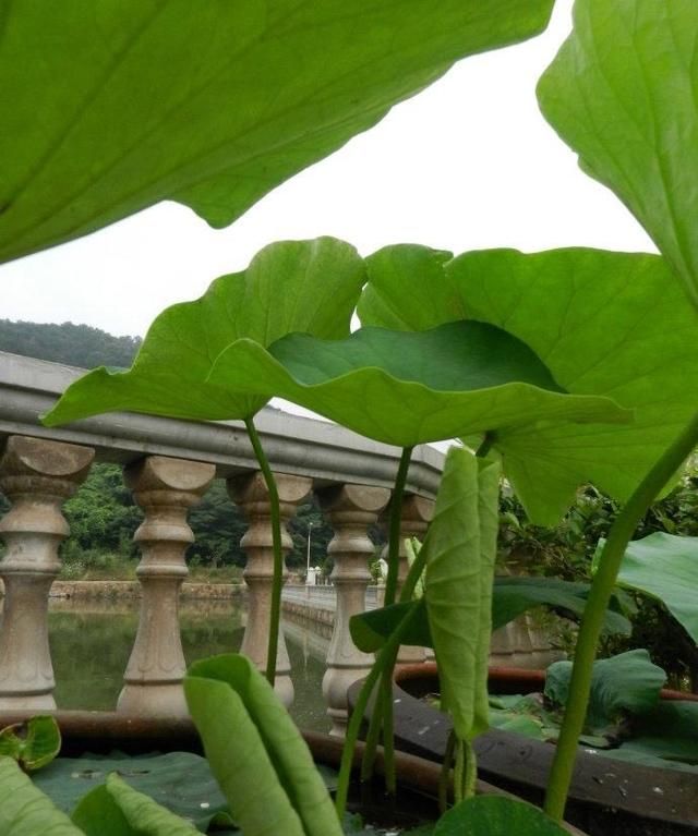 用旧水缸种莲藕,荷叶片片、花朵鲜艳,秋天收获一大盆