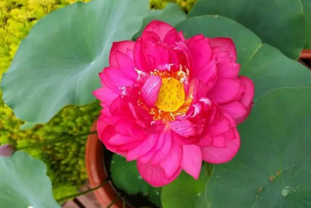 用旧水缸种莲藕,荷叶片片、花朵鲜艳,秋天收获一大盆