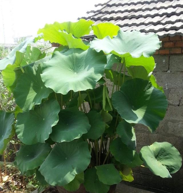 用旧水缸种莲藕,荷叶片片、花朵鲜艳,秋天收获一大盆