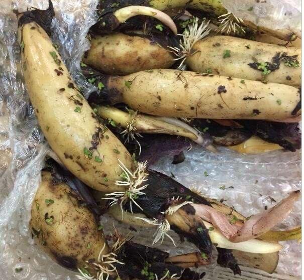 用旧水缸种莲藕,荷叶片片、花朵鲜艳,秋天收获一大盆