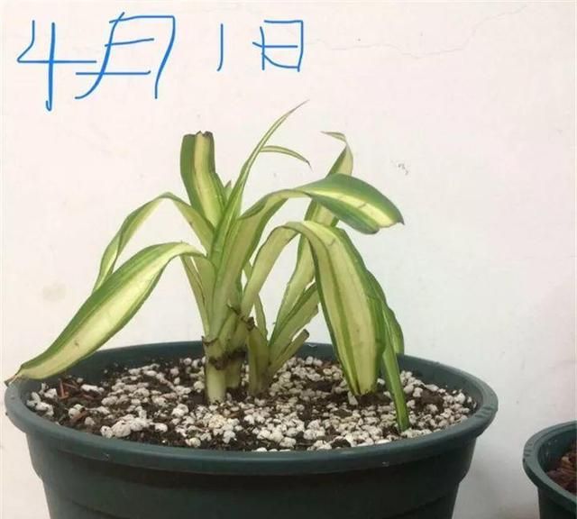 大哥养吊兰,用它兑水一喷,3个月彻底养变异