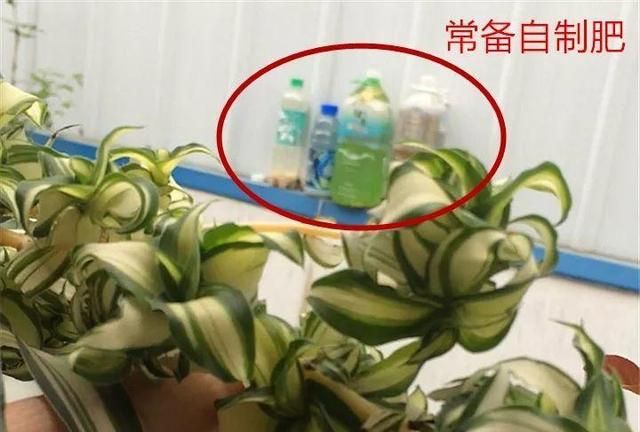 大哥养吊兰,用它兑水一喷,3个月彻底养变异
