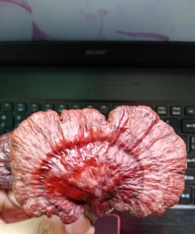灵芝生虫了,到底还能不能吃