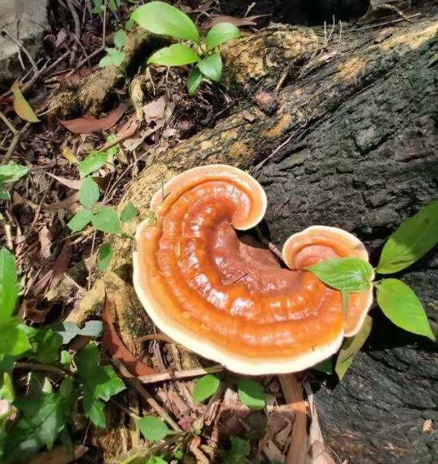 灵芝生虫了,到底还能不能吃