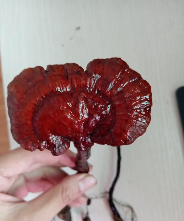 灵芝生虫了,到底还能不能吃